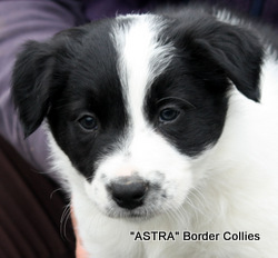 Black and white, Male, border collie puppy